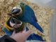 Macaw Birds for sale in Browns Summit, NC 27214, USA. price: NA
