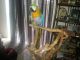 Macaw Birds for sale in Orlando, FL 32825, USA. price: NA