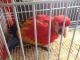 Macaw Birds for sale in Yakima, WA, USA. price: NA