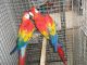 Macaw Birds for sale in Atlanta, GA, USA. price: $200