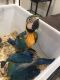 Macaw Birds for sale in Galveston, TX, USA. price: NA