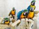 Macaw Birds for sale in Fresno, CA, USA. price: NA