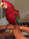 Macaw Birds for sale in Vineland, NJ, USA. price: NA