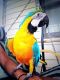 Macaw Birds for sale in Tampa, FL, USA. price: NA