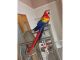 Macaw Birds for sale in Bloomfield Hills, MI 48304, USA. price: NA