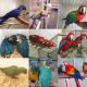 Macaw Birds for sale in Seattle, WA, USA. price: NA
