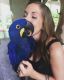 Macaw Birds for sale in CA-1, Mill Valley, CA, USA. price: NA