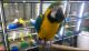Macaw Birds for sale in Colorado Springs, CO, USA. price: $650