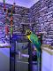 Macaw Birds for sale in Louisville, KY, USA. price: $750