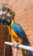 Macaw Birds for sale in Flora Vista Dr, Denver, NC 28037, USA. price: NA