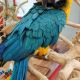Macaw Birds for sale in Detroit, MI, USA. price: $500