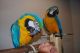 Macaw Birds for sale in Long Beach, CA, USA. price: NA