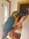 Macaw Birds for sale in Miami, FL 33155, USA. price: NA