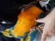 Macaw Birds for sale in California Ave, Palo Alto, CA 94306, USA. price: NA