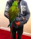 Macaw Birds for sale in Indianapolis, IN, USA. price: $600
