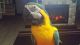 Macaw Birds for sale in Massillon, OH, USA. price: NA