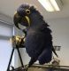 Macaw Birds for sale in Chicago, IL, USA. price: $600