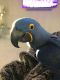 Macaw Birds for sale in Boston, MA, USA. price: NA