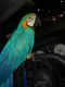 Macaw Birds for sale in MAFB GUN ANNX, AL 36114, USA. price: $600