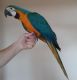 Macaw Birds for sale in Detroit, MI, USA. price: $600