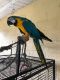 Macaw Birds for sale in Corona, CA, USA. price: NA