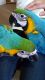 Macaw Birds for sale in Visalia, CA, USA. price: NA