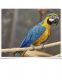 Macaw Birds for sale in Vancouver, WA, USA. price: NA