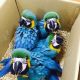 Macaw Birds for sale in Fresno, CA 93720, USA. price: NA