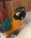 Macaw Birds for sale in North Bergen, NJ, USA. price: NA