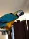 Macaw Birds for sale in Colorado Springs, CO, USA. price: $1,350
