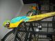 Macaw Birds for sale in Phoenix, AZ, USA. price: $600