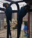 Macaw Birds for sale in Boston, MA, USA. price: NA