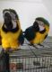 Macaw Birds for sale in Waxahachie, TX, USA. price: NA