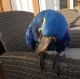Macaw Birds for sale in Tampa Riverwalk, Tampa, FL 33602, USA. price: NA