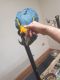Macaw Birds for sale in Odessa, TX, USA. price: NA