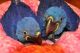 Macaw Birds for sale in Ellijay, GA 30540, USA. price: NA
