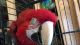 Macaw Birds for sale in Buford, GA, USA. price: NA