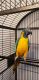 Macaw Birds for sale in Lady Lake, FL, USA. price: $1,500