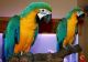 Macaw Birds for sale in Redding, CA, USA. price: NA