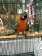 Macaw Birds for sale in Kansas City, MO, USA. price: $750
