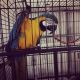 Macaw Birds for sale in Palm Bay, FL 32907, USA. price: NA