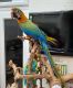 Macaw Birds for sale in Anaheim, CA, USA. price: NA