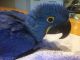 Macaw Birds for sale in Roseville, CA, USA. price: NA