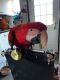 Macaw Birds for sale in Roseville, CA, USA. price: NA