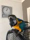 Macaw Birds for sale in Charlotte, NC, USA. price: NA