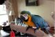 Macaw Birds for sale in Colchester, VT 05446, USA. price: NA