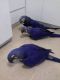 Macaw Birds for sale in California City, CA, USA. price: NA