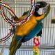 Macaw Birds for sale in Marfa, TX 79843, USA. price: NA