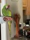 Macaw Birds for sale in Brown Deer, WI, USA. price: NA