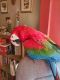 Macaw Birds for sale in Ballwin, MO, USA. price: NA